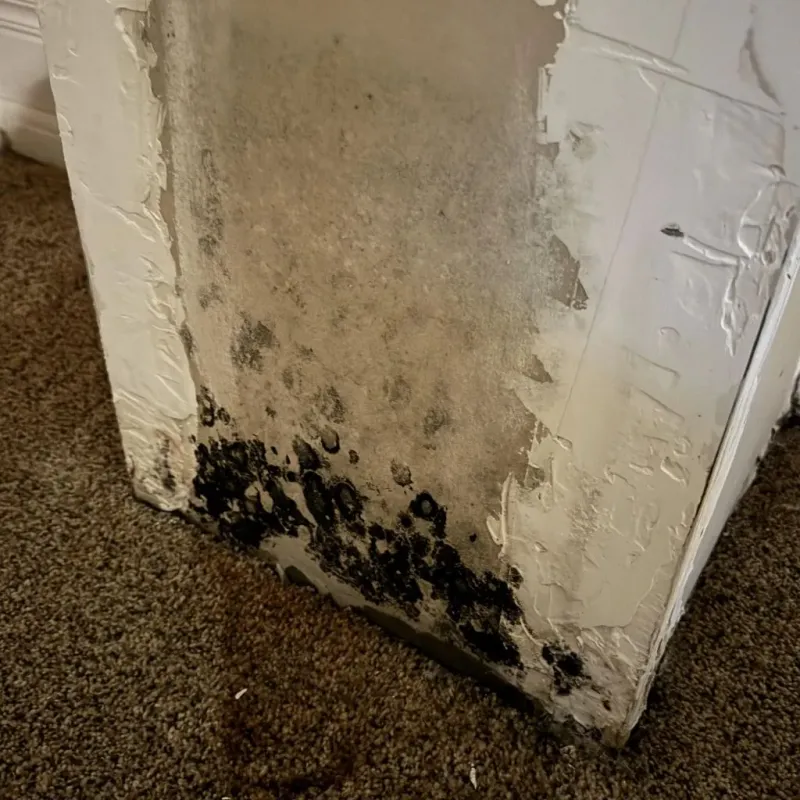 Professional Mold Removal in Naranjito, PR